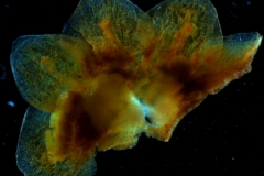 Cuscuta japonica var. formosana - calyx,  dissected