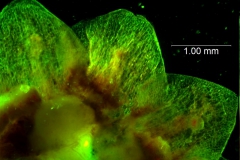 Cuscuta japonica - calyx  lobes