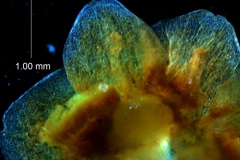 Cuscuta japonica var. formosana - calyx  lobes