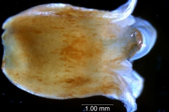 Cuscuta japonica var. formosana - corolla, 3D