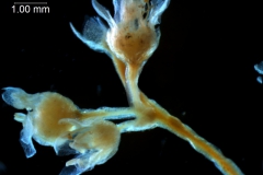 Cuscuta umbellata var. umbellata - inflorescence fragment