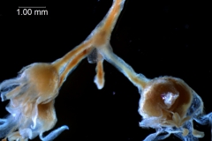 Cuscuta umbellata  var. umbellata - inflorescence fragment