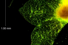 Cuscuta umbellata  var. umbellata - calyx lobes detail