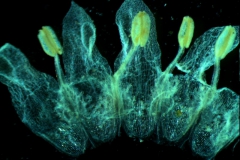 Cuscuta umbellata  var. umbellata - corolla, dissected