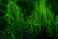 Cuscuta umbellata  var. umbellata - infrastaminal scales