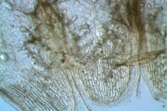 Cuscuta umbellata  var. umbellata - infrastaminal scales