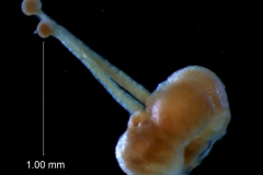 Cuscuta umbellata  var. umbellata - gynoecium