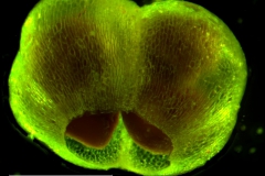 Cuscuta umbellata  var. umbellata - capsule