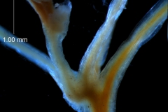 Cuscuta umbellata  var. umbellata - inflorescence fragment