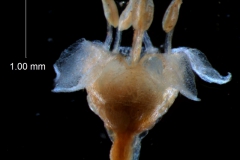 Cuscuta umbellata  var. umbellata - flower