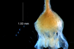 Cuscuta umbellata  var. umbellata - flower