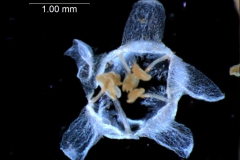 Cuscuta umbellata  var. umbellata - corolla 3D, seen from above