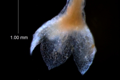 Cuscuta umbellata  var. umbellata - calyx, 3D