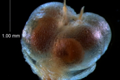 Cuscuta umbellata  var. umbellata - capsule