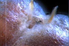 Cuscuta umbellata  var. umbellata - capsule (detail of styles basis area)