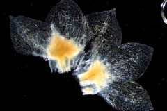 Cuscuta umbellata  var. umbellata - calyx, dissected