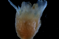 Cuscuta decipiens -flower