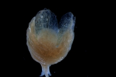 Cuscuta decipiens - calyx, 3D