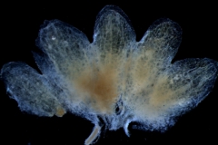Cuscuta decipiens - calyx, dissected