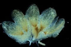 Cuscuta decipiens - calyx, dissected