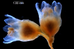 Cuscuta decipiens - inflorescence fragment