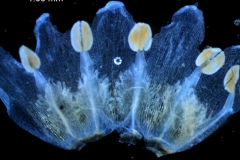 Cuscuta decipiens - corolla, dissected