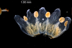 Cuscuta decipiens - corolla, dissected