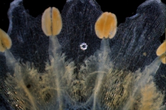 Cuscuta decipiens - corolla, dissected