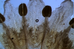 Cuscuta decipiens - corolla, dissected