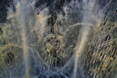 Cuscuta decipiens - infrastaminal scales detail