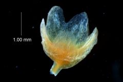Cuscuta decipiens - calyx, 3D