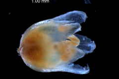 Cuscuta decipiens - corolla, 3D