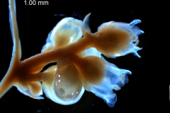 Cuscuta umbrosa - inflorescence fragment