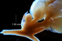 Cuscuta umbrosa - inflorescence fragment