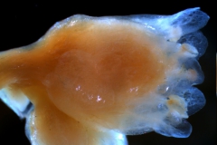 Cuscuta umbrosa - flower