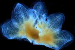 Cuscuta umbrosa - calyx, dissected