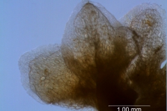 Cuscuta umbrosa - calyx, dissected