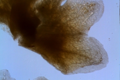 Cuscuta umbrosa - calyx, dissected