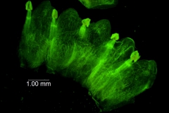 Cuscuta umbrosa - corolla, dissected