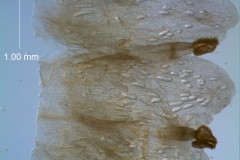 Cuscuta umbrosa - corolla, dissected