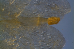 Cuscuta umbrosa - corolla lobes detail