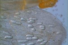 Cuscuta umbrosa - corolla lobes detail