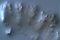 Cuscuta umbrosa - infrastaminal scales detail