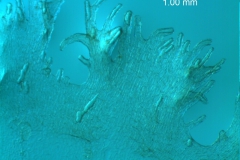 Cuscuta umbrosa - infrastaminal scales detail