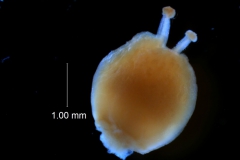 Cuscuta umbrosa - gynoecium