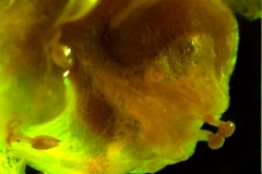 Cuscuta umbrosa - capsule