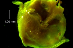 Cuscuta umbrosa - capsule