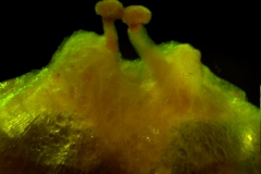 Cuscuta umbrosa - capsule apex detail