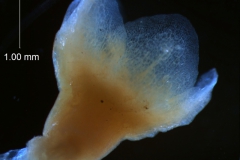 Cuscuta umbrosa - calyx, 3D