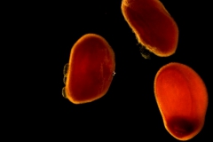 Cuscuta umbrosa - seeds